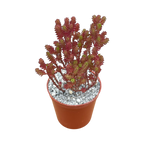 Sedum moranense