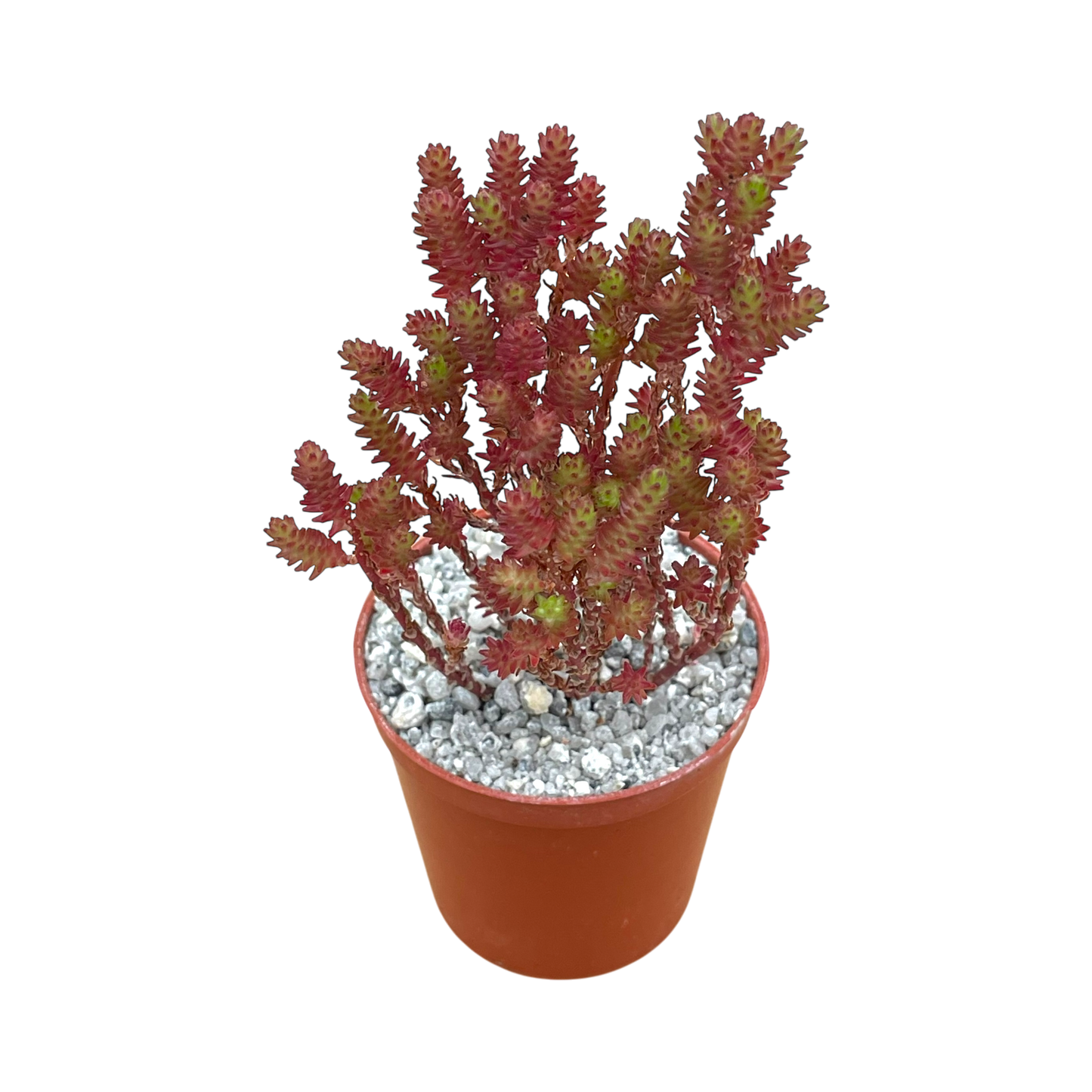 Sedum moranense