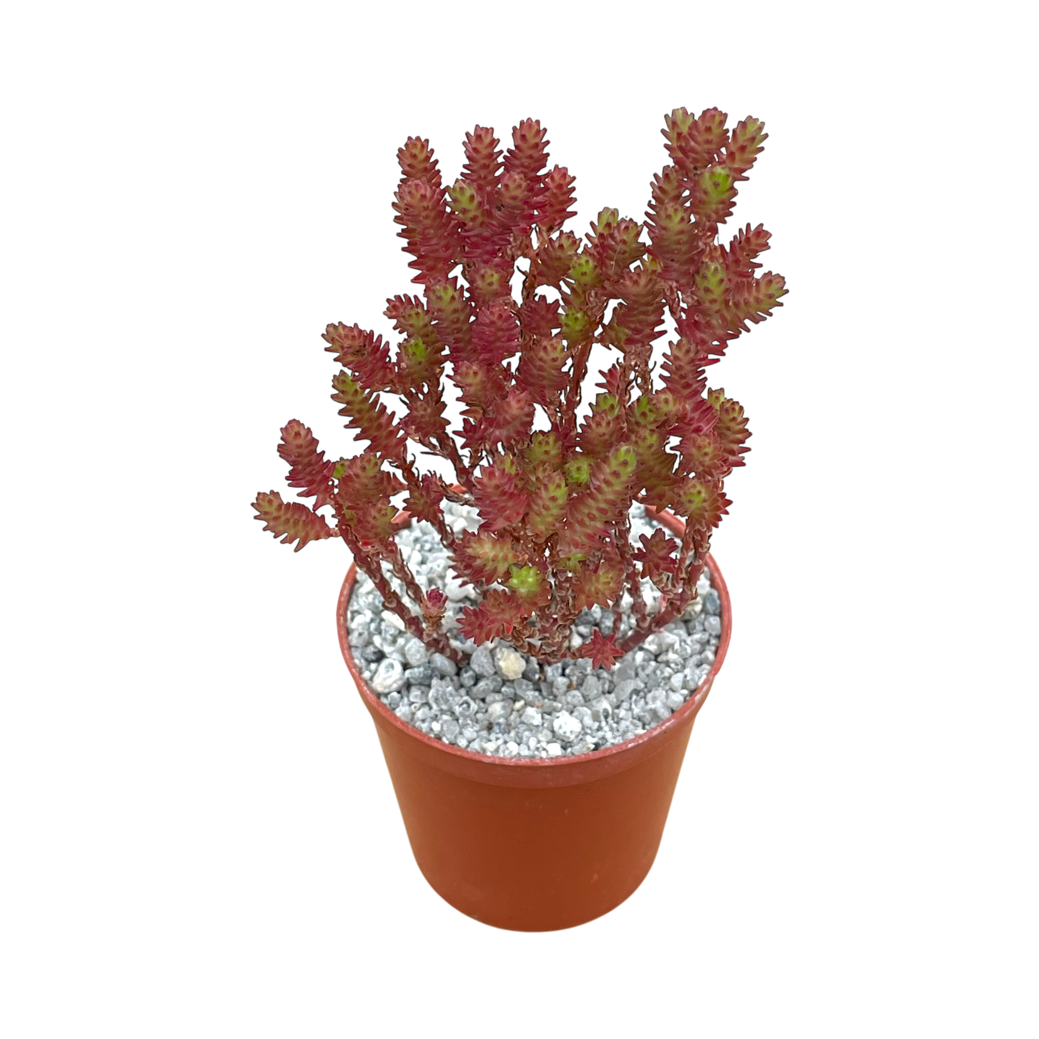 Sedum moranense