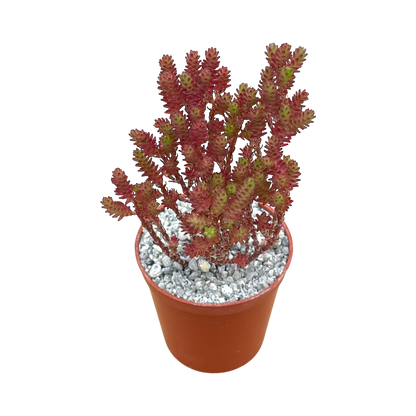 Sedum moranense