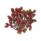 Sedum moranense