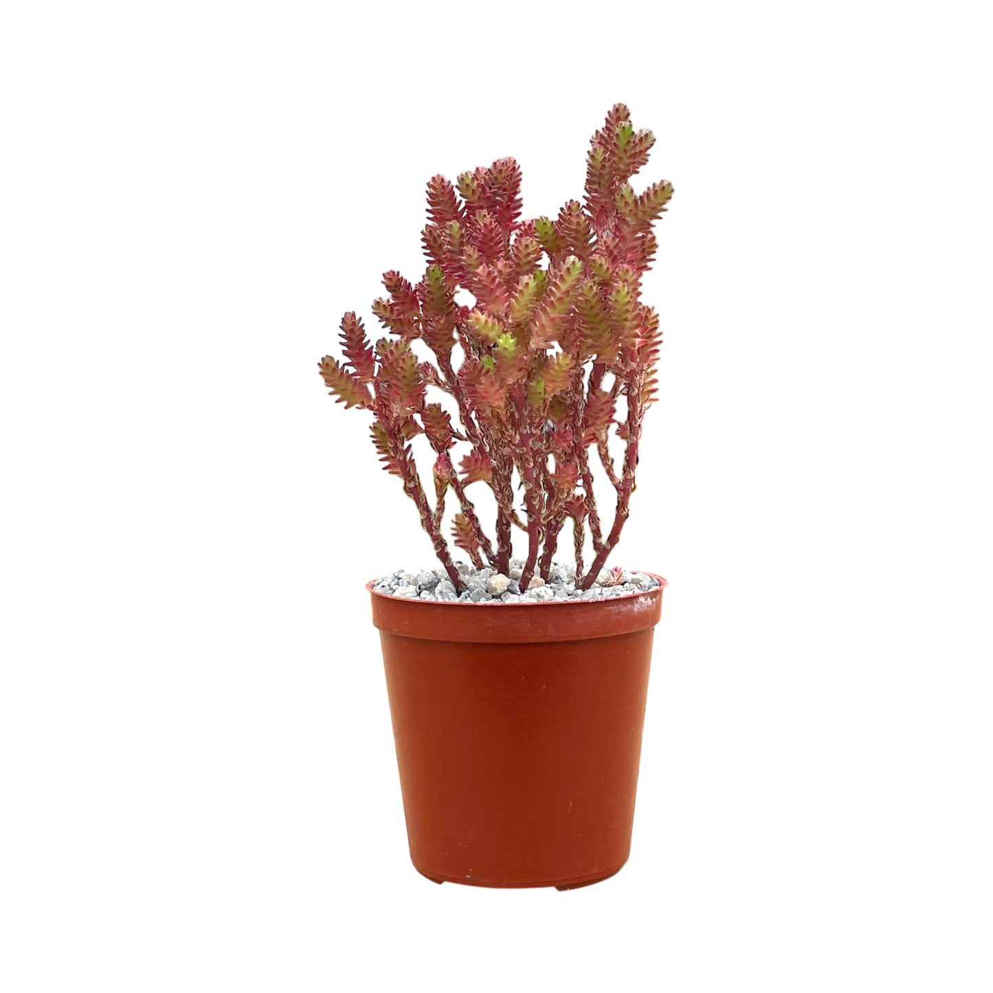 Sedum moranense