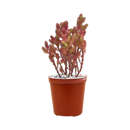 Sedum moranense