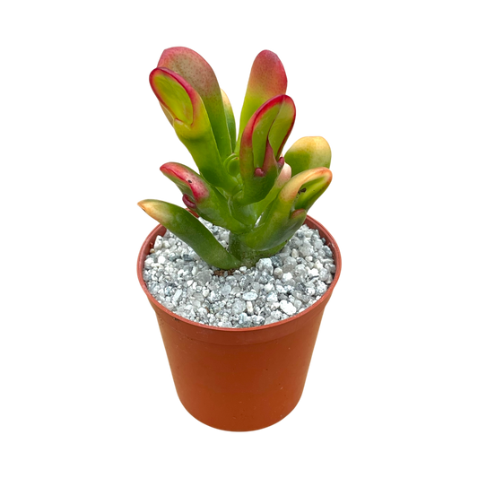 Crassula 'Red Horn'