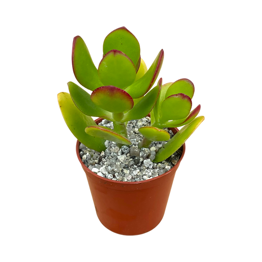 Crassula ovata 'Jade Plant'