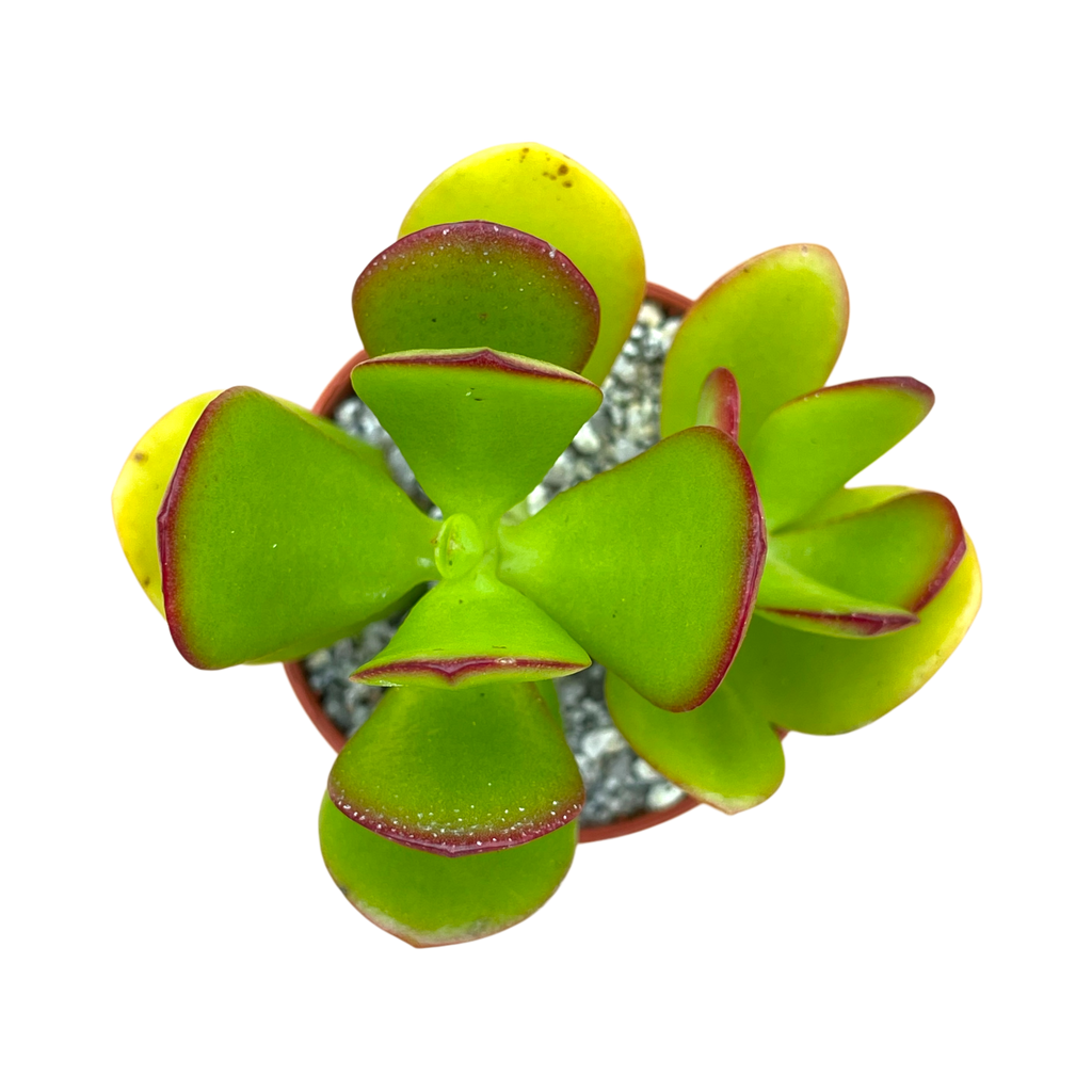 Crassula ovata | Jade Plant