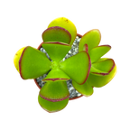 Crassula ovata | Jade Plant