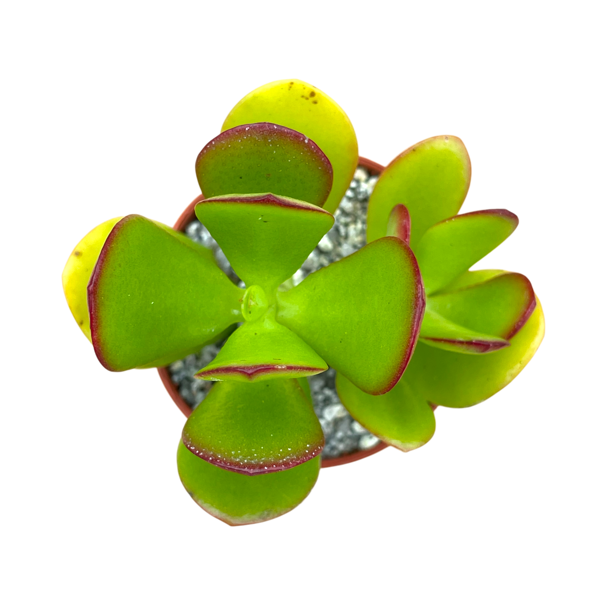 Crassula ovata | Jade Plant