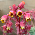 Echeveria elegans