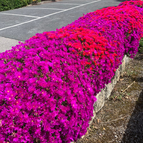 Delosperma | Ice Plant