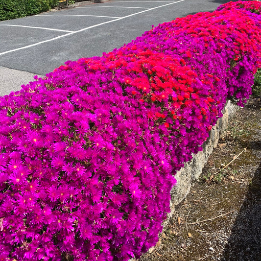 Delosperma