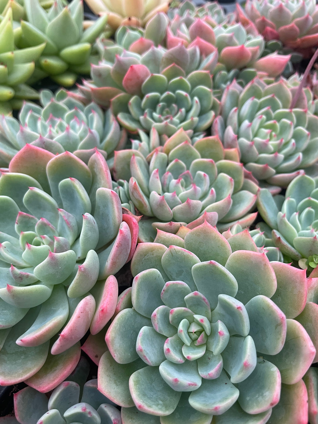 Echeveria 'Nana Mini Hook'