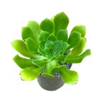 Aeonium cuneatum