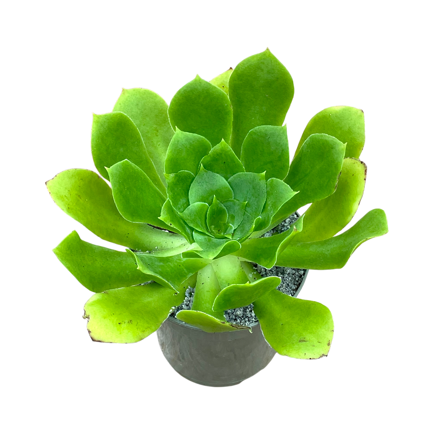 Aeonium cuneatum