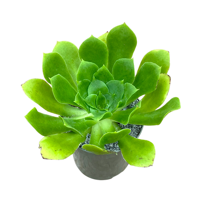 Aeonium cuneatum