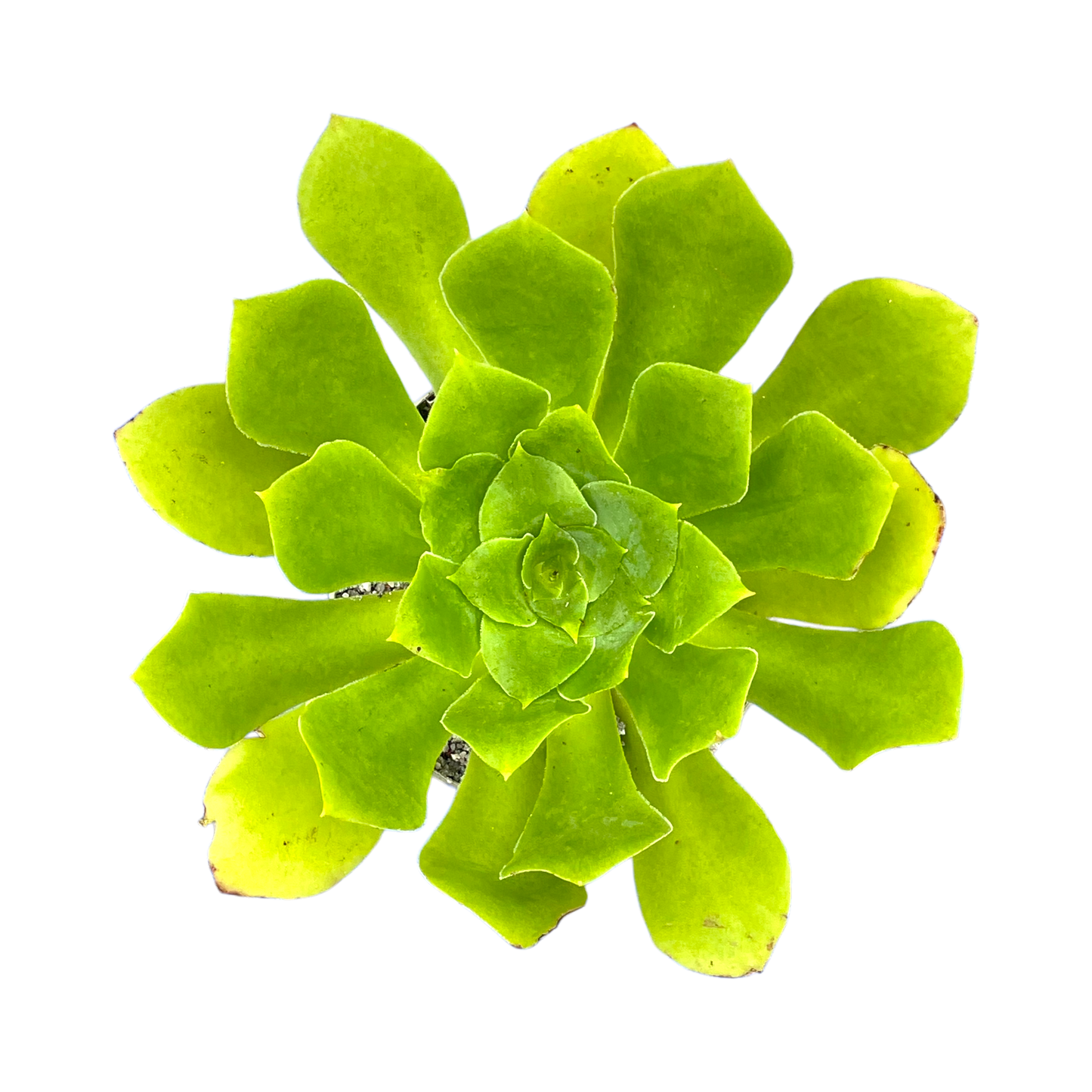 Aeonium cuneatum