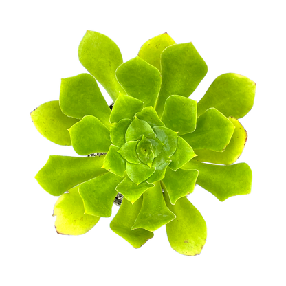 Aeonium cuneatum