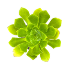 Aeonium cuneatum