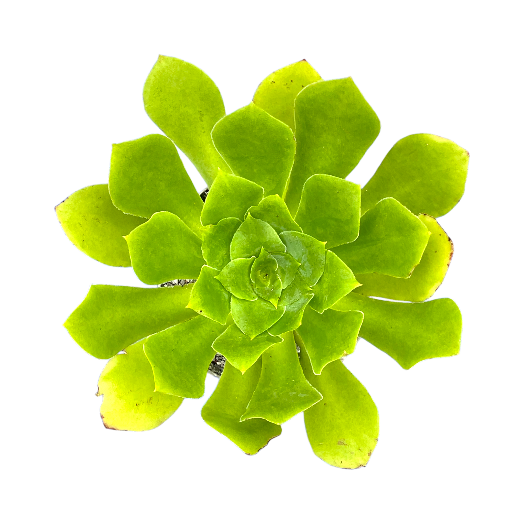 Aeonium cuneatum
