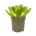 Aeonium cuneatum