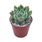 Echeveria 'Doris Taylor'