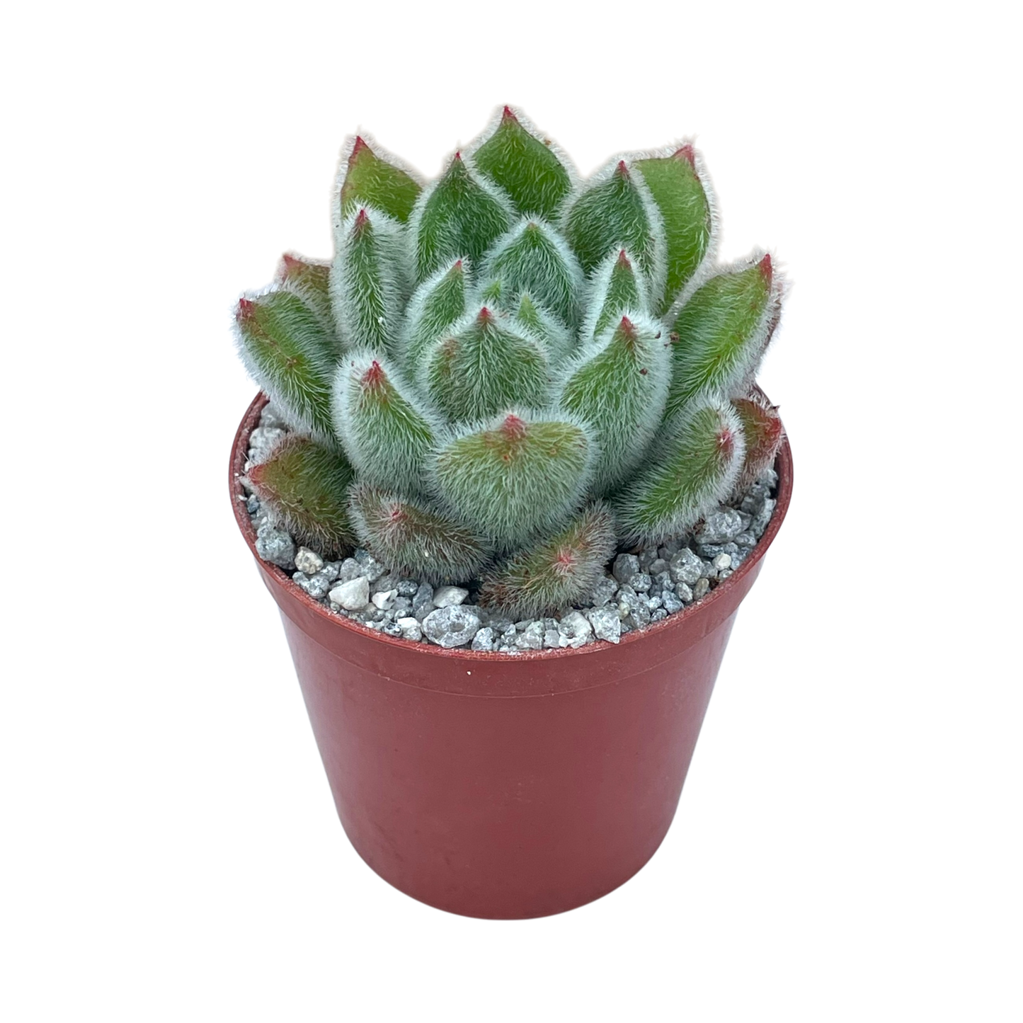 Echeveria 'Doris Taylor'