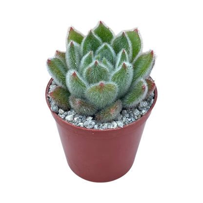 Echeveria 'Doris Taylor'