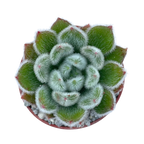 Echeveria 'Doris Taylor'