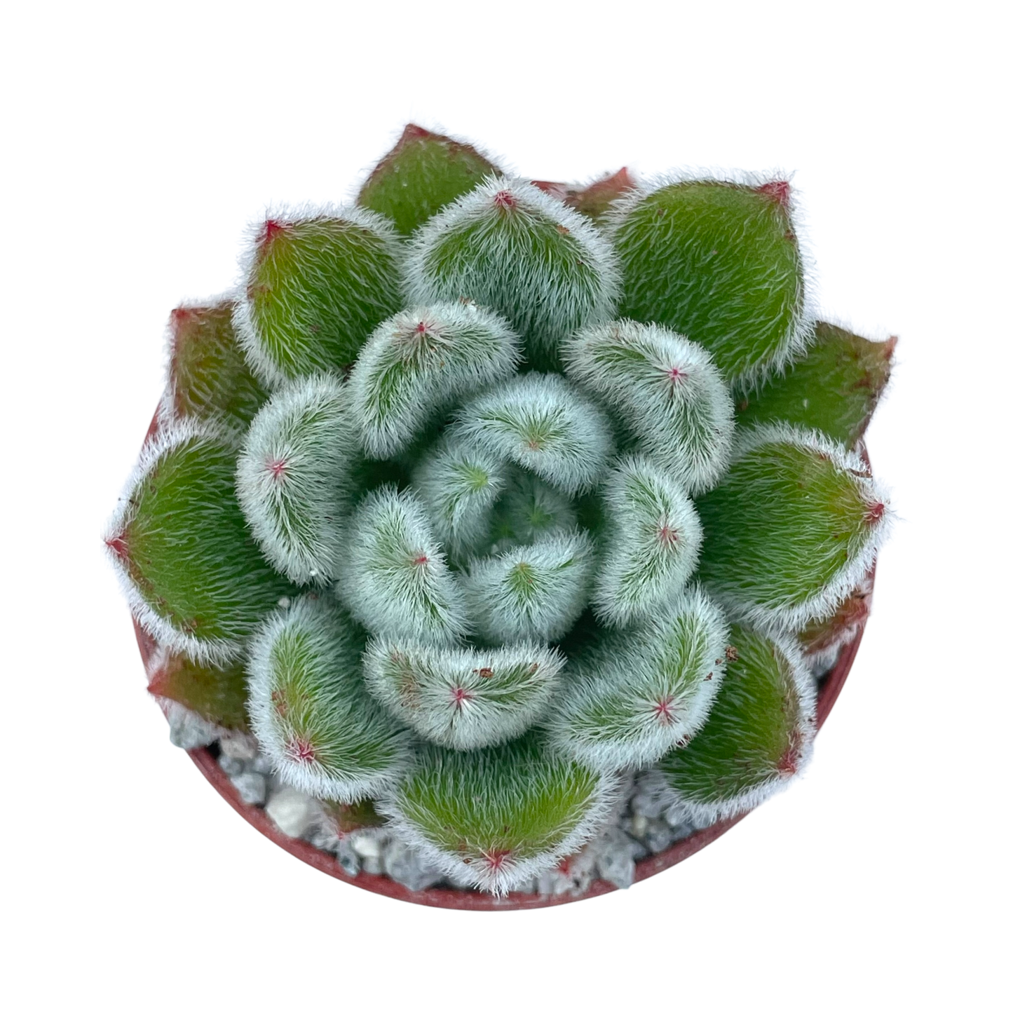 Echeveria 'Doris Taylor'