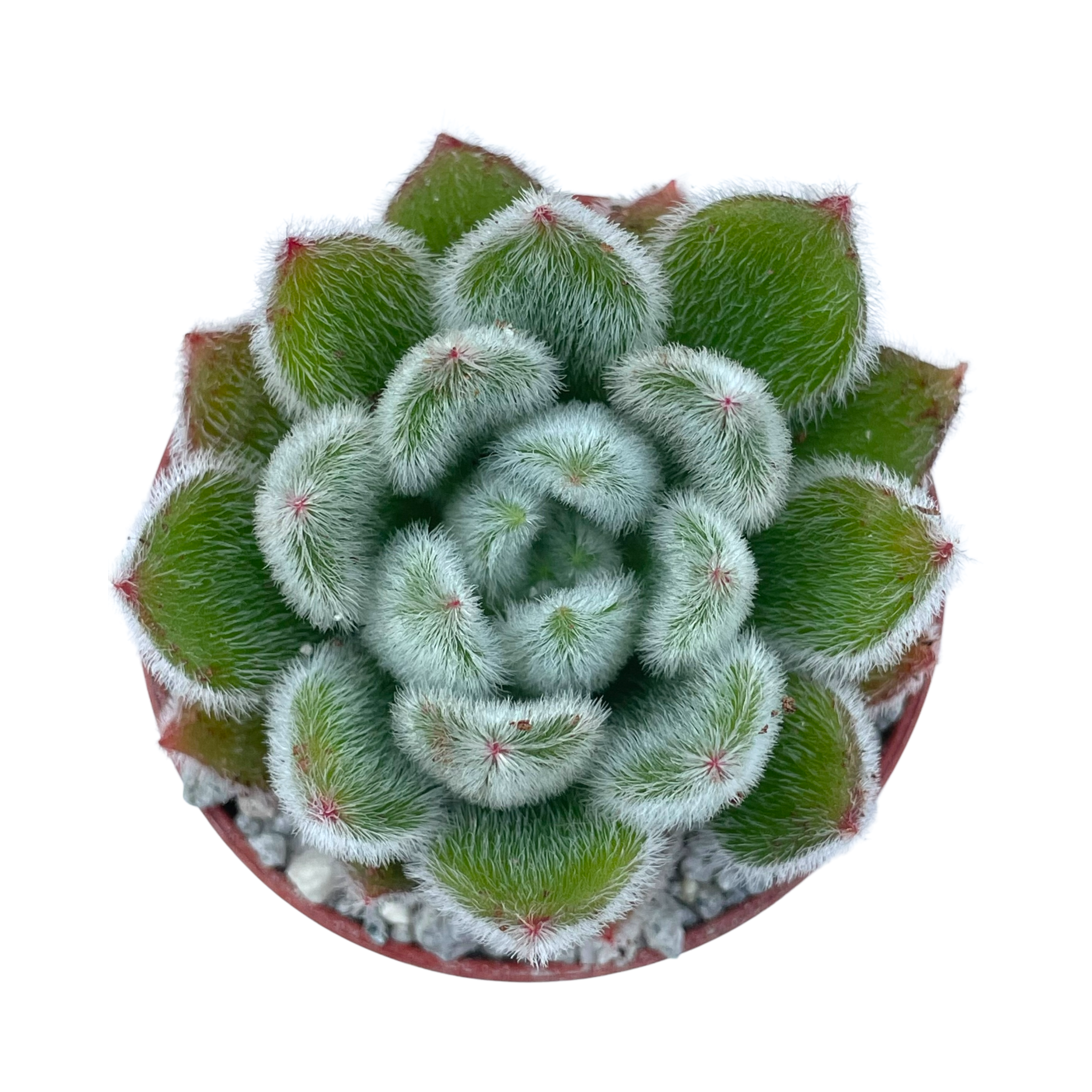 Echeveria 'Doris Taylor'