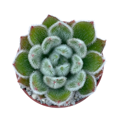 Echeveria 'Doris Taylor'