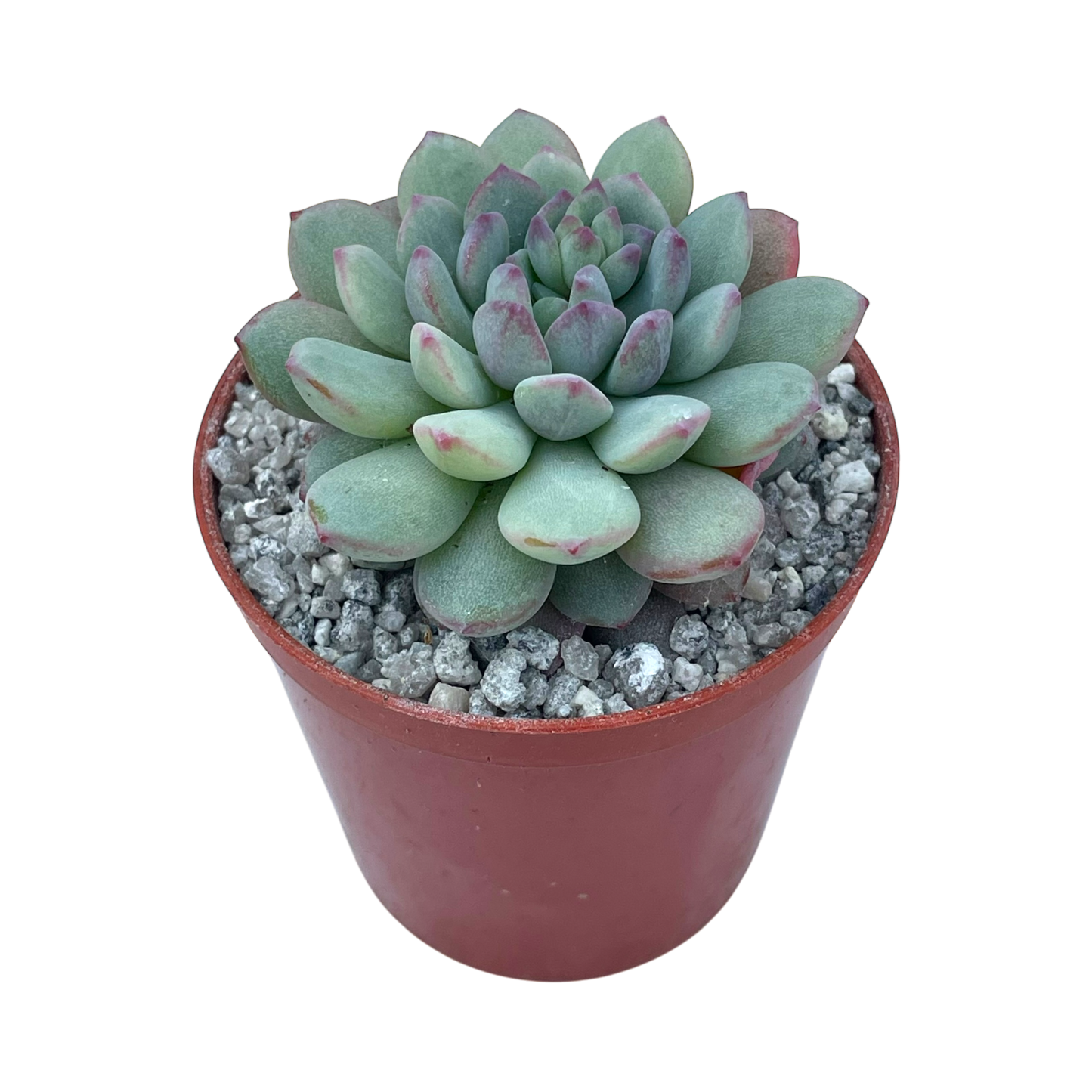 Echeveria 'Naya Elf'