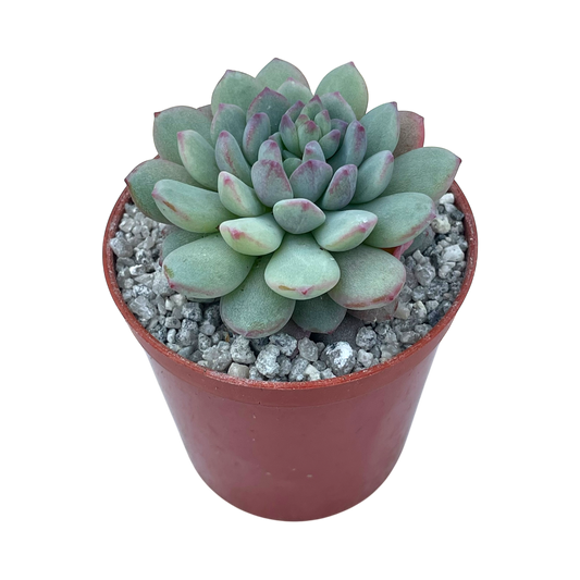 Echeveria 'Naya Elf'