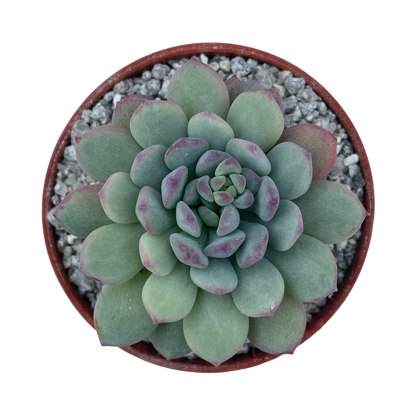 Echeveria 'Naya Elf'