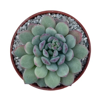 Echeveria 'Naya Elf'