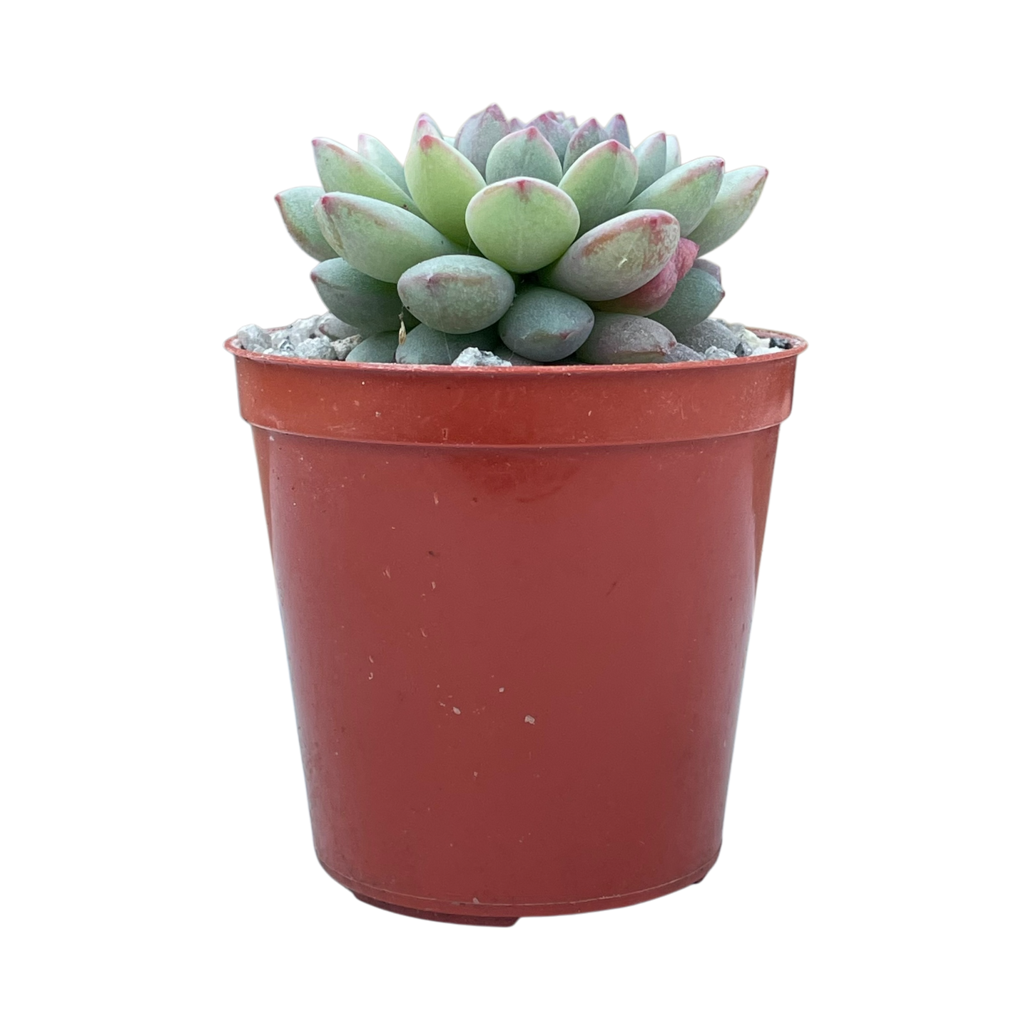 Echeveria 'Naya Elf'