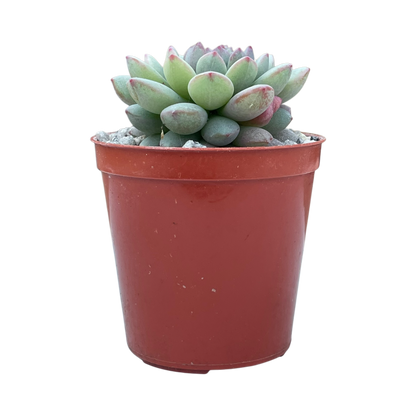 Echeveria 'Naya Elf'