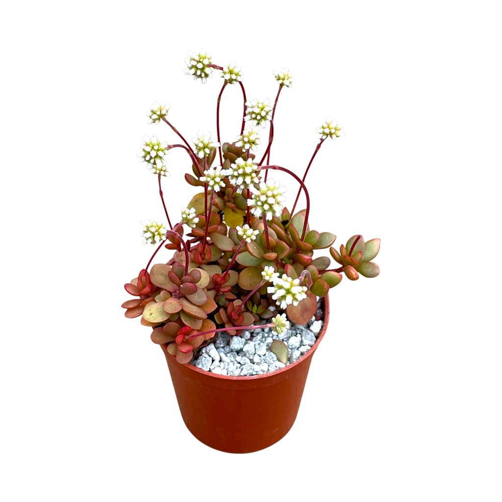 Crassula pubescens ssp. radicans