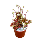Crassula pubescens ssp. radicans