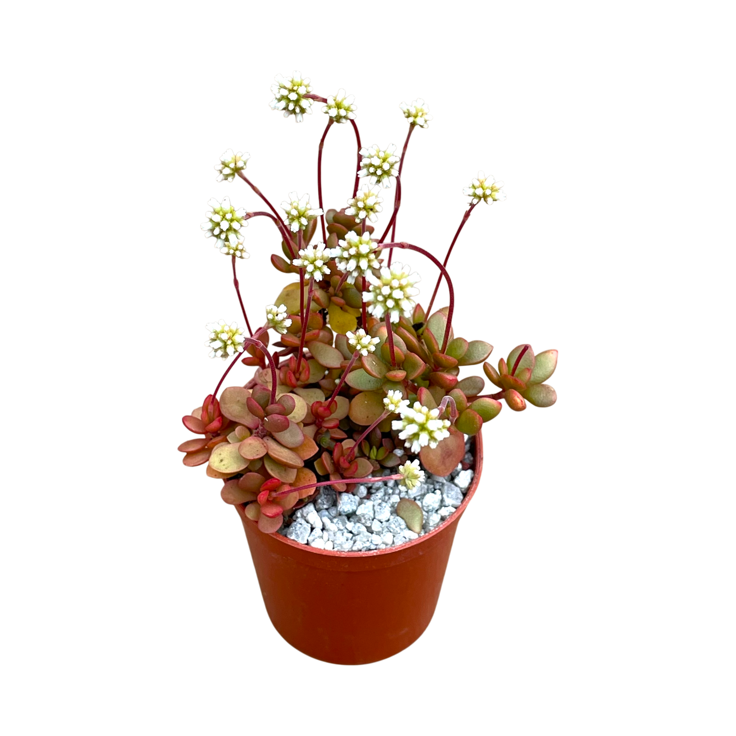 Crassula pubescens ssp. radicans