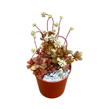 Crassula pubescens ssp. radicans