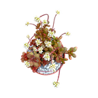 Crassula pubescens ssp. radicans