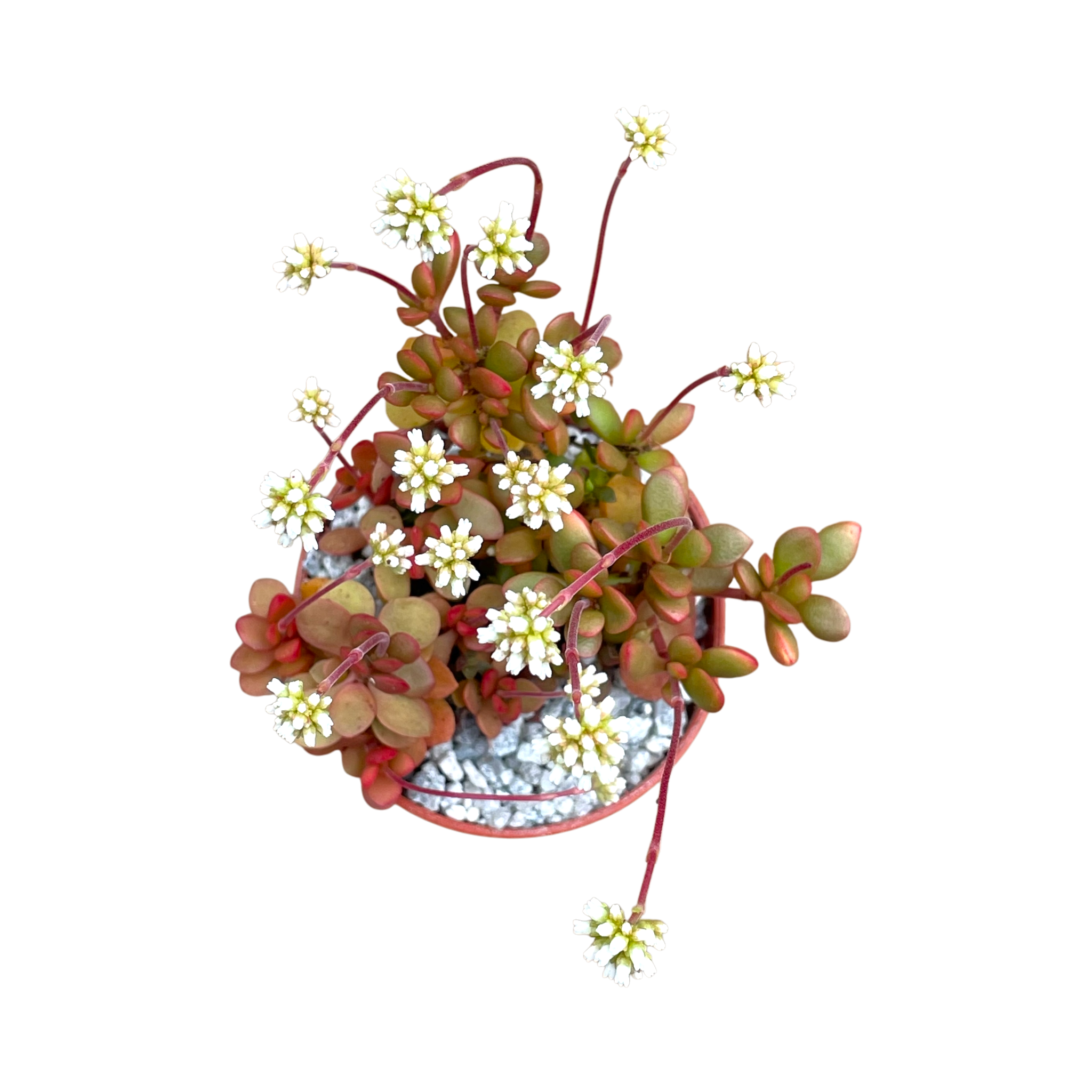 Crassula pubescens ssp. radicans