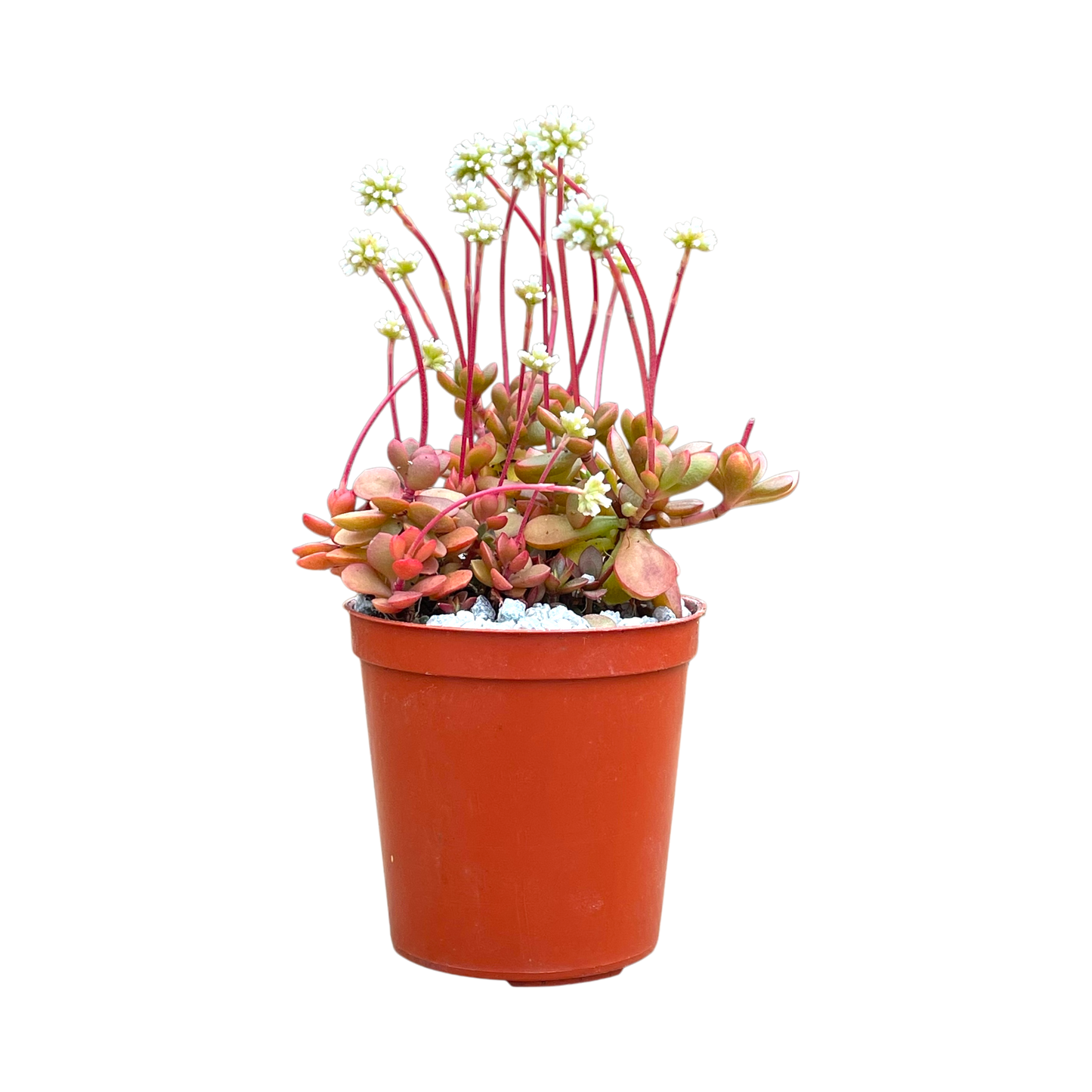 Crassula pubescens ssp. radicans