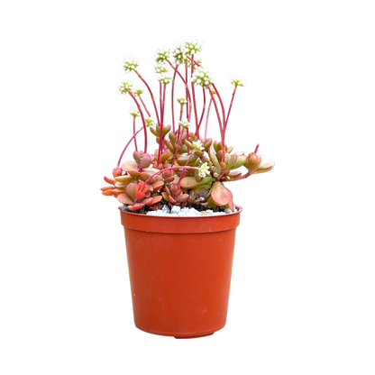 Crassula pubescens ssp. radicans