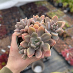 x Graptophytum 'Supreme' variegata