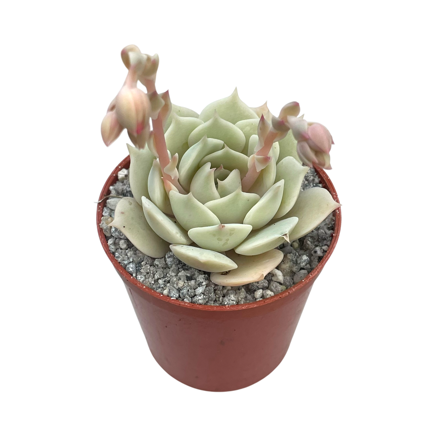 Echeveria jovibar