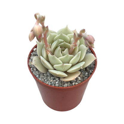 Echeveria jovibar