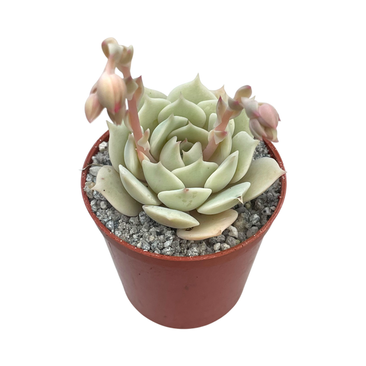 Echeveria jovibar