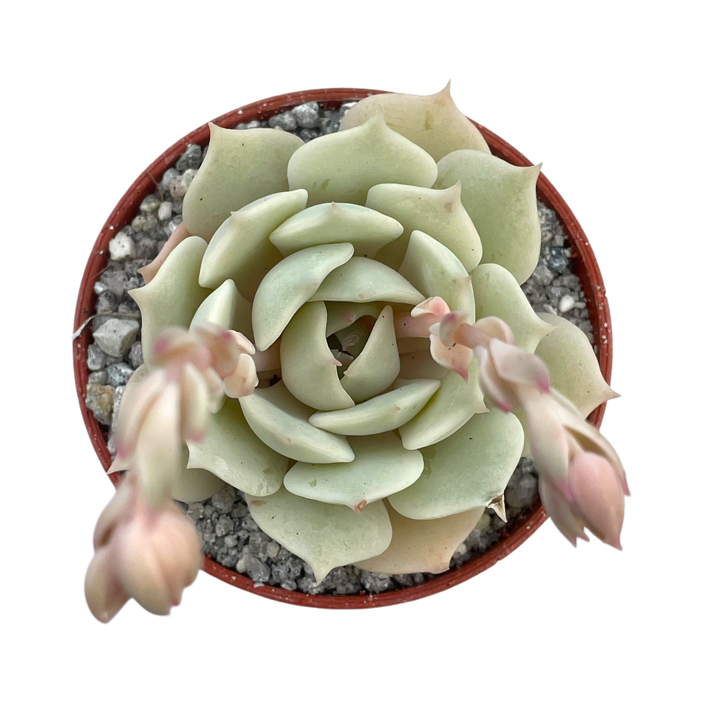 Echeveria jovibar